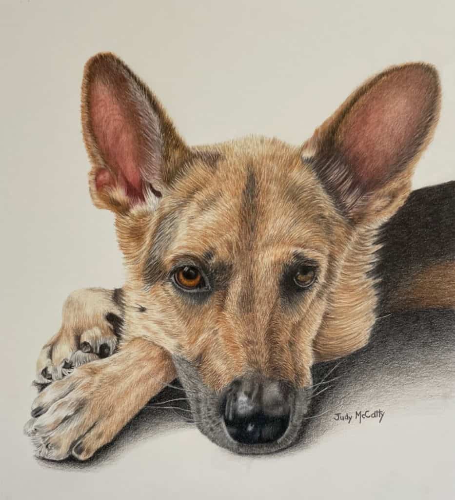 Resting German Shepard dog portrait
